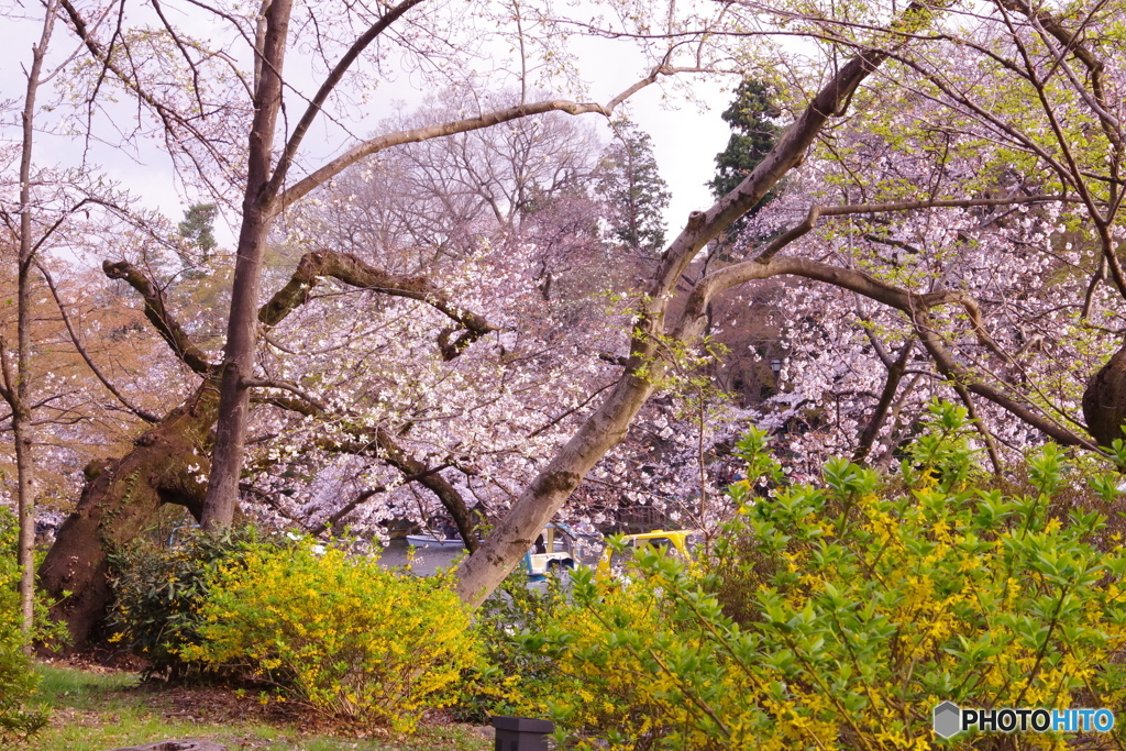 桜とレンギョウ 1