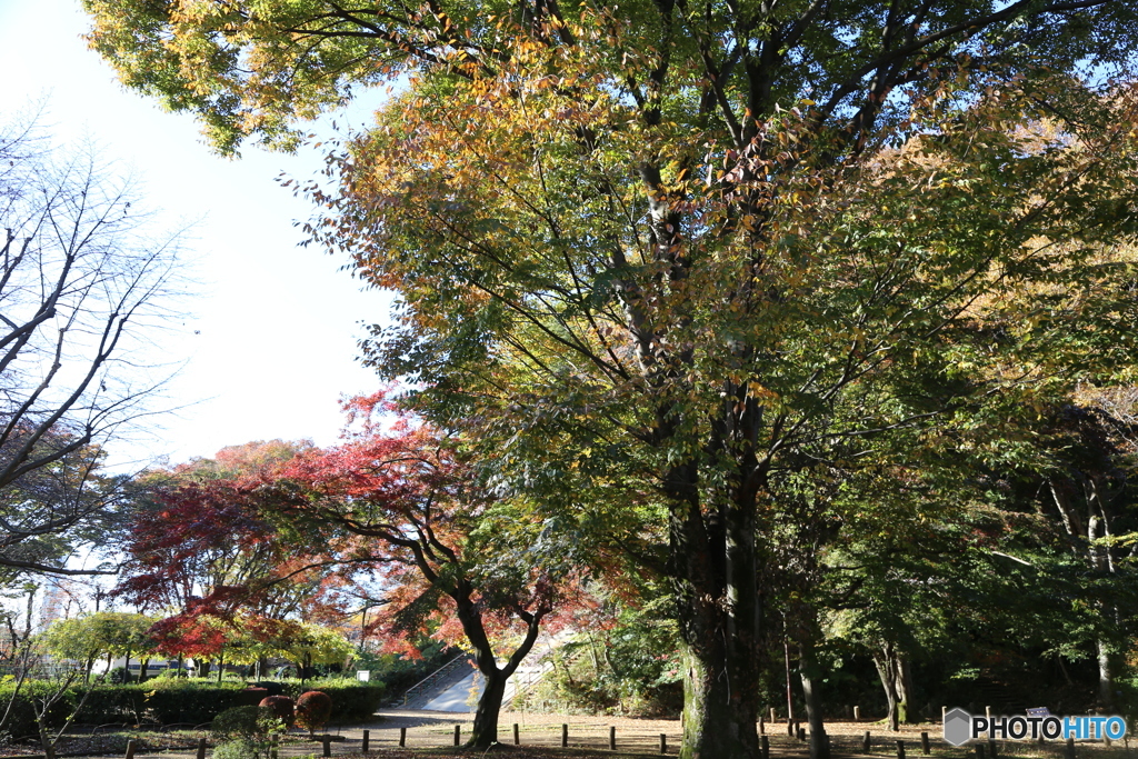 黒鐘公園の紅葉