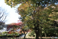 黒鐘公園の紅葉
