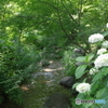 郷土森の紫陽花と小川