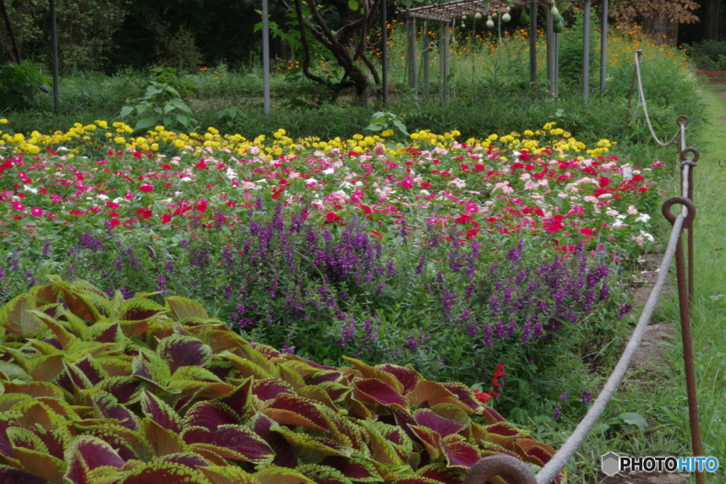 神代植物公園芝生広場の花壇