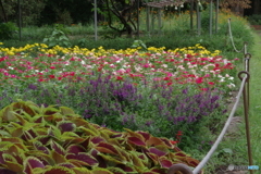 神代植物公園芝生広場の花壇