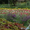 神代植物公園芝生広場の花壇