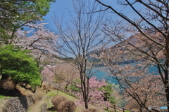 桜の奥多摩湖5