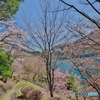 桜の奥多摩湖5