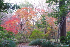 六義園の紅葉 (2)