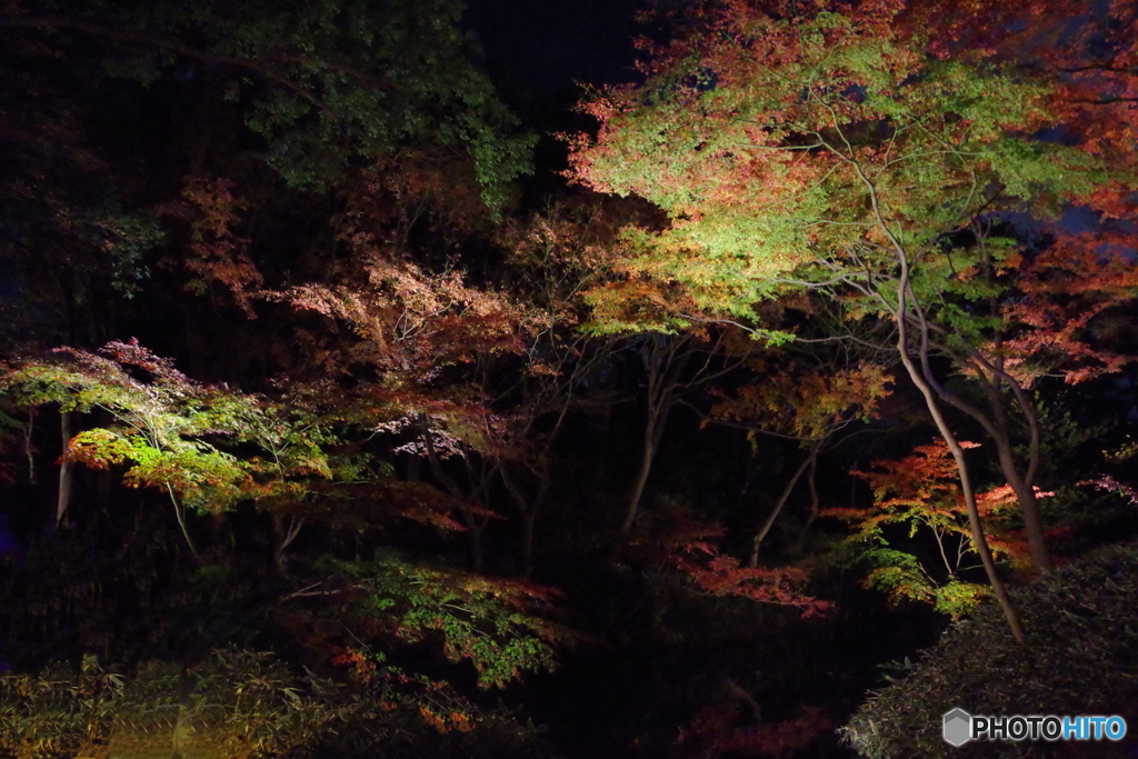 六義園ﾗｲﾄｱｯﾌﾟ池１