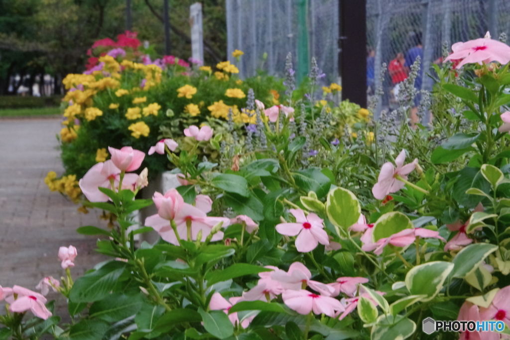 府中の森の花壇５
