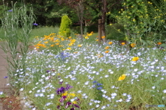 武蔵野公園の花壇５