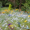 武蔵野公園の花壇５