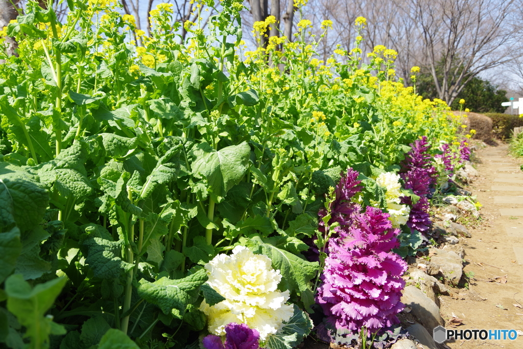菜の花と葉牡丹