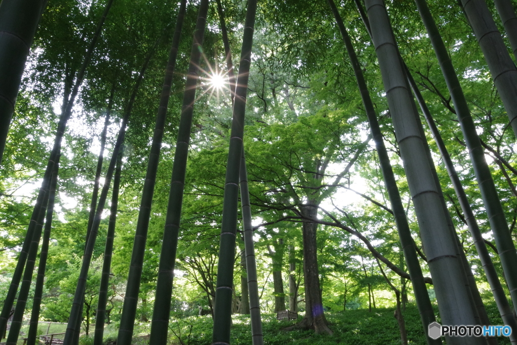 竹林の中の逆光
