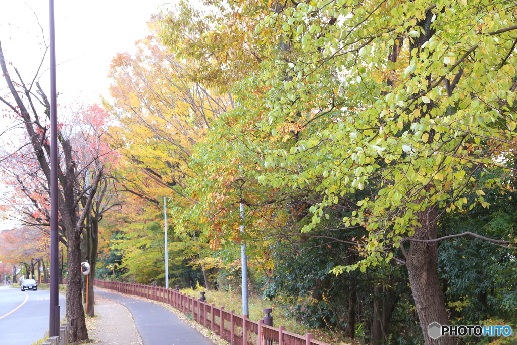 紅葉車がやって来るー玉川上水緑道７