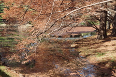 紅葉の神代植物公園の池４