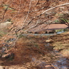 紅葉の神代植物公園の池４