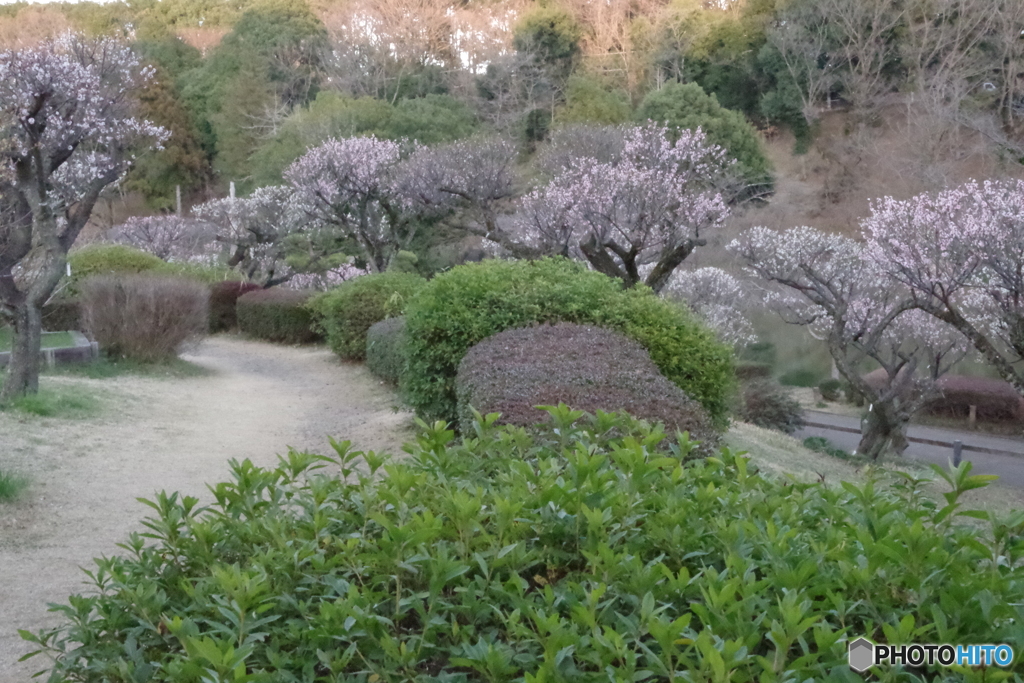 薬師池公園6