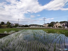 水田と雲5