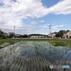 水田と雲5