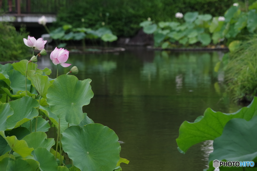 修景池の蓮の花4