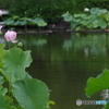 修景池の蓮の花4