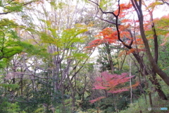 紅葉の彩り