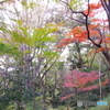 紅葉の彩り