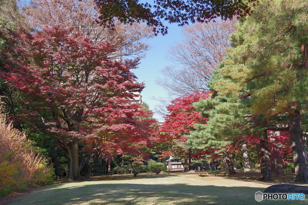 紅葉の殿ヶ谷戸庭園と木陰