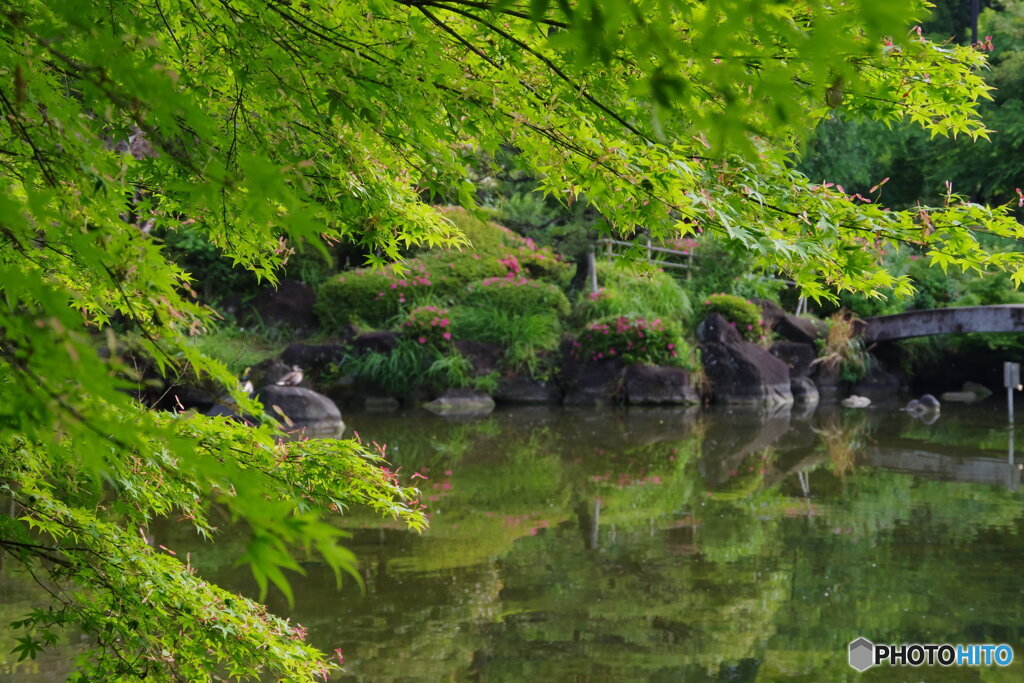 ツツジの日本庭園の池とモミジ