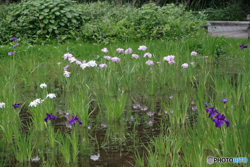 水生植物園の花菖蒲3