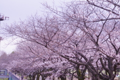 府中の森公園　さくら並木２