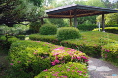 ツツジの日本庭園6