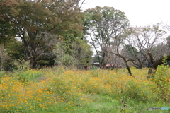 小金井公園のキバナコスモス３