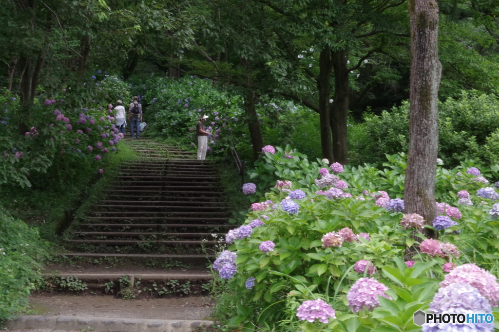 生田緑地のあじさい山