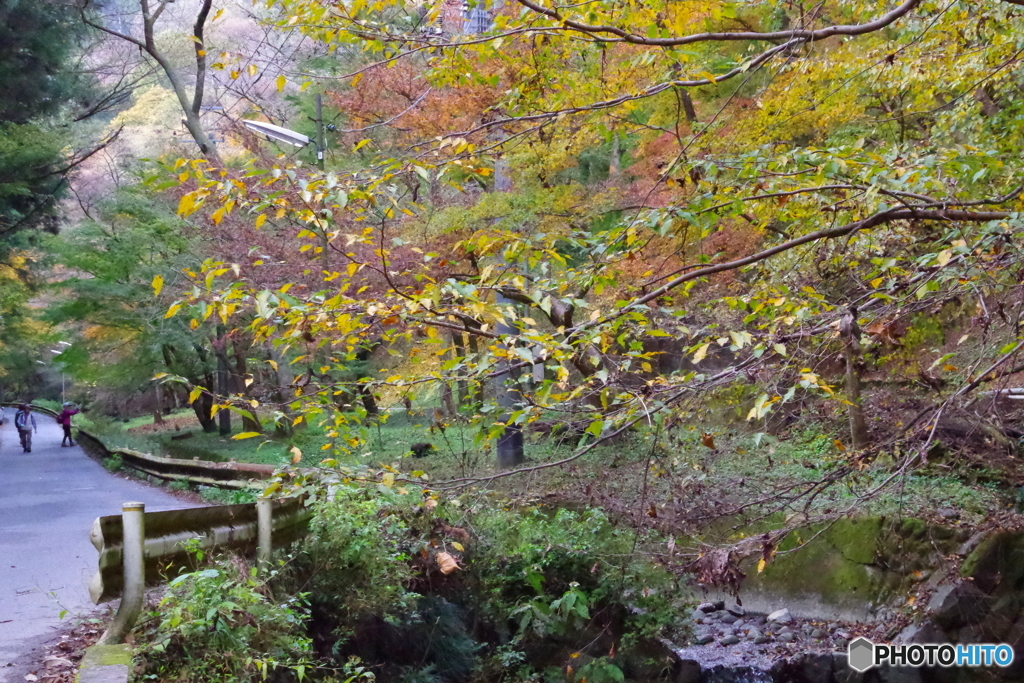 紅葉の小川2
