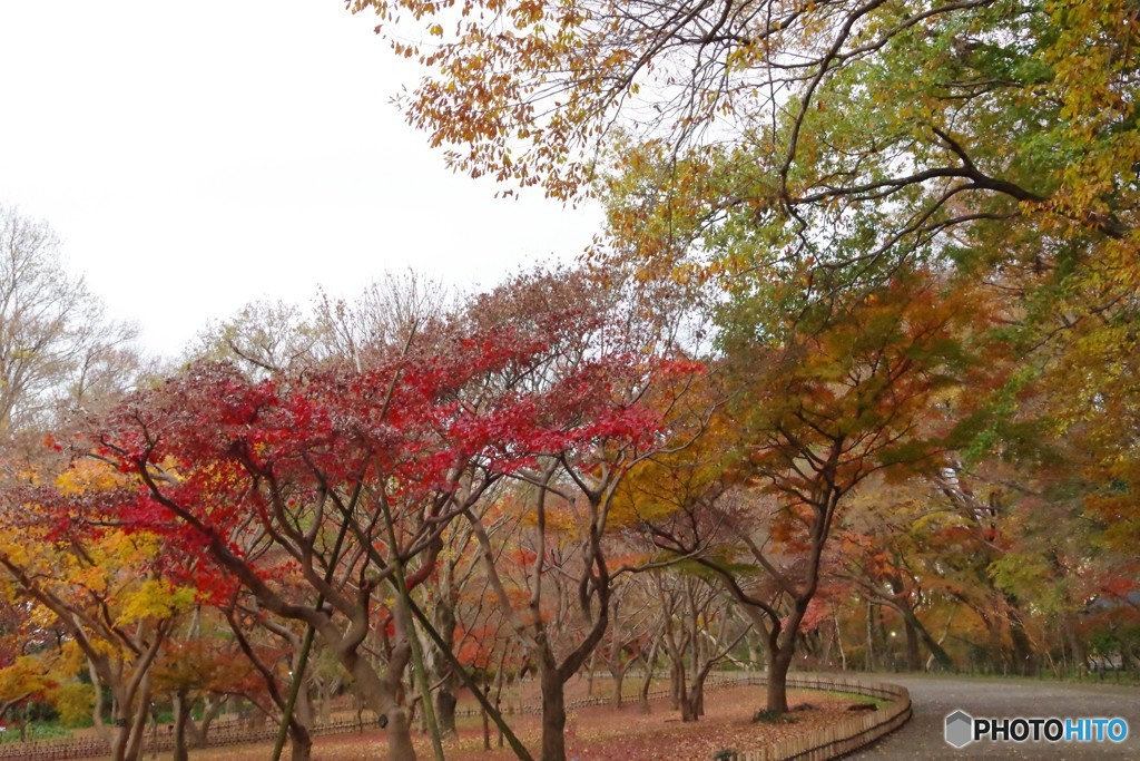 神代植物公園 カエデ園