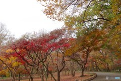 神代植物公園 カエデ園