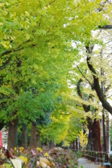 谷保第三公園　紅葉した銀杏並木