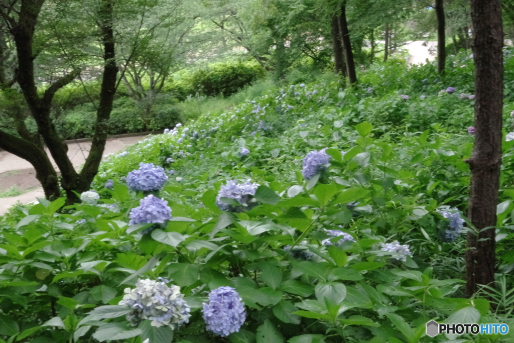 生田緑地のあじさい山2