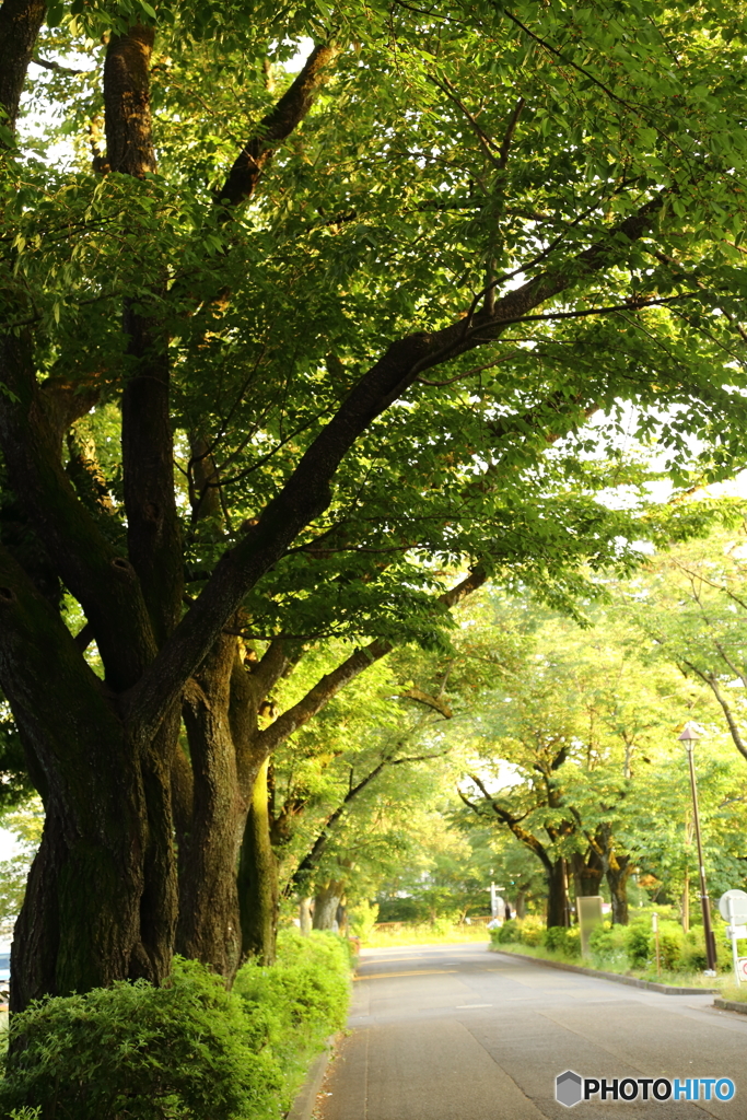 小金井公園交番通り