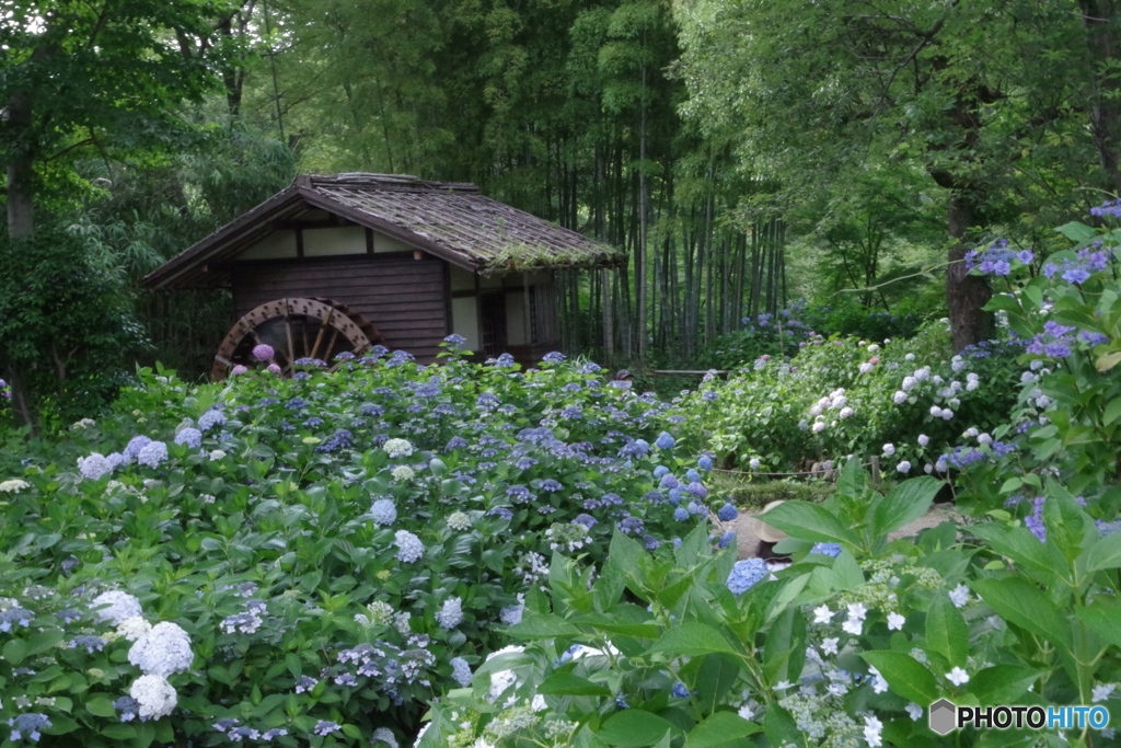 郷土の森の紫陽花と水車小屋