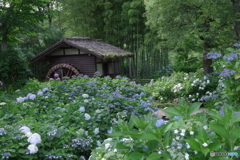 郷土の森の紫陽花と水車小屋