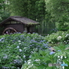 郷土の森の紫陽花と水車小屋