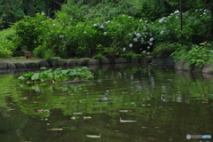 池の中の紫陽花