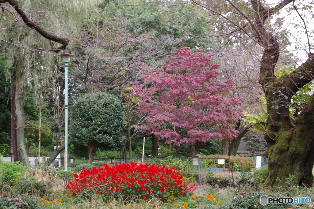 黒鐘公園とサルビア