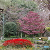 黒鐘公園とサルビア