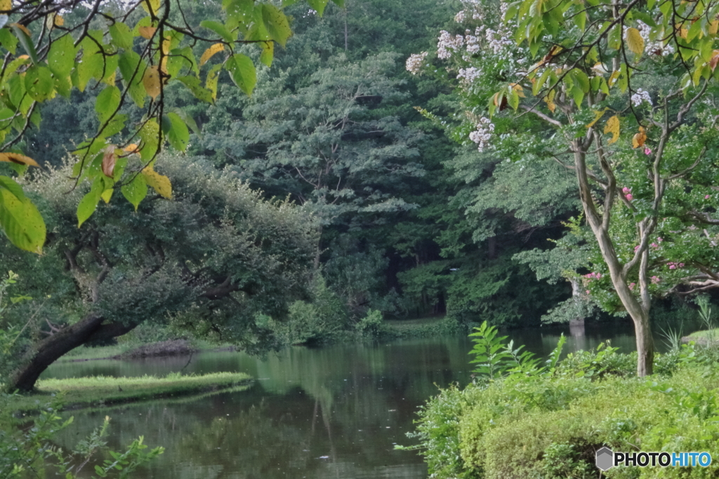 神代植物公園の白いサルスベリと池