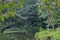 神代植物公園の白いサルスベリと池
