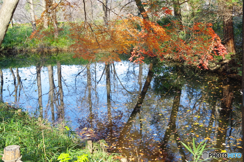 紅葉と池