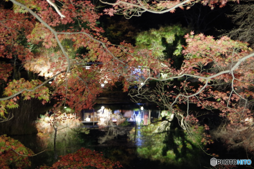 ライトアップ紅葉の薬師池８
