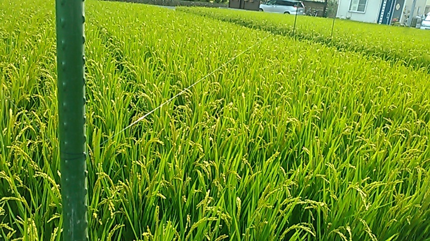 青い稲